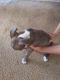 American Pit Bull Terrier Puppies for sale in 5651 Redan Cir, Stone Mountain, GA 30088, USA. price: NA
