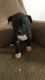 American Pit Bull Terrier Puppies for sale in Piqua, OH 45356, USA. price: $250