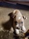 American Pit Bull Terrier Puppies for sale in Remington, IN 47977, USA. price: NA