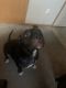American Pit Bull Terrier Puppies for sale in Loveland, CO, USA. price: $150