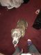 American Pit Bull Terrier Puppies for sale in Trenton, NJ 08620, USA. price: $500