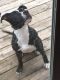 American Pit Bull Terrier Puppies for sale in Kankakee, IL, USA. price: NA