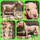 American Pit Bull Terrier Puppies for sale in Westminster, CO, USA. price: $1,500