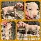 American Pit Bull Terrier Puppies for sale in Westminster, CO, USA. price: $2,000