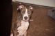 American Pit Bull Terrier Puppies for sale in 2101 Manhattan Blvd, Harvey, LA 70058, USA. price: $300