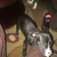 American Pit Bull Terrier Puppies for sale in Lexington, SC 29072, USA. price: $200
