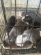 American Pit Bull Terrier Puppies for sale in Portsmouth, VA, USA. price: $250