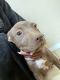 American Pit Bull Terrier Puppies for sale in El Paso, TX, USA. price: $250