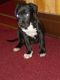 American Pit Bull Terrier Puppies for sale in Buffalo, NY, USA. price: $400