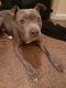 American Pit Bull Terrier Puppies for sale in Stone Mountain, GA, USA. price: NA