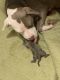 American Pit Bull Terrier Puppies for sale in Savannah, GA 31415, USA. price: NA