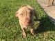 American Pit Bull Terrier Puppies for sale in Rowlett, TX, USA. price: NA