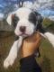 American Pit Bull Terrier Puppies for sale in Dayton, OH, USA. price: NA