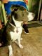 American Pit Bull Terrier Puppies for sale in St Cloud, FL 34769, USA. price: NA
