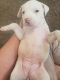 American Pit Bull Terrier Puppies for sale in 2719 Madison Ave, Ogden, UT 84403, USA. price: NA