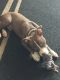 American Pit Bull Terrier Puppies for sale in Kenosha, WI, USA. price: NA
