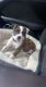 American Pit Bull Terrier Puppies for sale in Lynchburg, VA, USA. price: NA