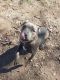 American Pit Bull Terrier Puppies for sale in McMinnville, TN 37110, USA. price: $1,000
