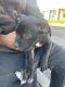 American Pit Bull Terrier Puppies for sale in Sacramento, CA, USA. price: $300