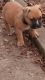 American Pit Bull Terrier Puppies for sale in Dover, DE 19901, USA. price: $400