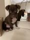American Pit Bull Terrier Puppies for sale in Monroe, NY 10950, USA. price: NA