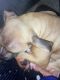 American Pit Bull Terrier Puppies for sale in Cleveland, OH, USA. price: $100