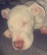 American Pit Bull Terrier Puppies for sale in Omaha, NE 68144, USA. price: NA