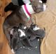 American Pit Bull Terrier Puppies for sale in Los Angeles, CA 90013, USA. price: NA