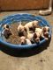 American Pit Bull Terrier Puppies for sale in Fairfield, AL 35064, USA. price: NA