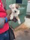 American Pit Bull Terrier Puppies for sale in Baltimore County, MD, USA. price: $450