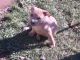 American Pit Bull Terrier Puppies for sale in Ridgeley, WV 26753, USA. price: NA