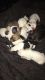 American Pit Bull Terrier Puppies for sale in Oklahoma City, OK, USA. price: NA