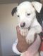 American Pit Bull Terrier Puppies for sale in Oklahoma City, OK, USA. price: NA