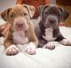 American Pit Bull Terrier Puppies for sale in 157 Dolson Ave, Middletown, NY 10940, USA. price: NA