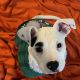 American Pit Bull Terrier Puppies for sale in Cleveland, OH, USA. price: $1,500