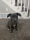American Pit Bull Terrier Puppies for sale in Arvada, CO, USA. price: NA