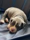 American Pit Bull Terrier Puppies for sale in Riverside, CA, USA. price: $800