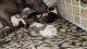 American Pit Bull Terrier Puppies for sale in Hazel Park, MI 48030, USA. price: $200