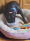 American Pit Bull Terrier Puppies for sale in Slingerlands, NY 12159, USA. price: NA