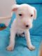 American Pit Bull Terrier Puppies for sale in East Chicago, IN, USA. price: $250