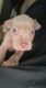 American Pit Bull Terrier Puppies for sale in Fayetteville, GA, USA. price: $600