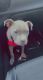 American Pit Bull Terrier Puppies for sale in Round Rock, TX 78665, USA. price: NA