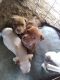 American Pit Bull Terrier Puppies for sale in Fort Worth, TX, USA. price: $150