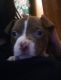 American Pit Bull Terrier Puppies for sale in Arrington, VA 22922, USA. price: NA