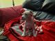 American Pit Bull Terrier Puppies for sale in Fremont, OH 43420, USA. price: $2,000