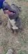 American Pit Bull Terrier Puppies for sale in S CHESTERFLD, VA 23803, USA. price: NA