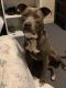 American Pit Bull Terrier Puppies for sale in Anderson, SC, USA. price: NA