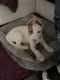 American Pit Bull Terrier Puppies for sale in 270 Brookview Dr, Riverdale, GA 30274, USA. price: NA