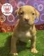 American Pit Bull Terrier Puppies for sale in Largo, MD 20774, USA. price: NA