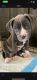 American Pit Bull Terrier Puppies for sale in Menifee, CA, USA. price: NA